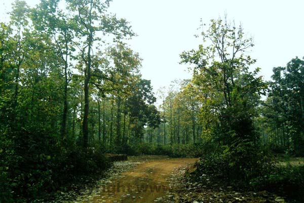 Joypur Forest